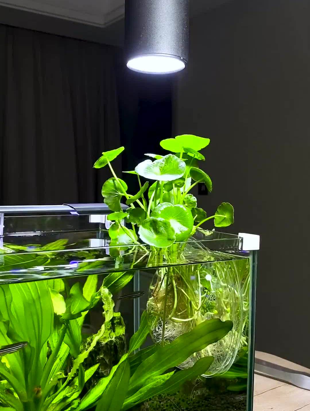 像铜钱草、绿萝等想配在鱼缸里就可以采用这种壁挂的方法