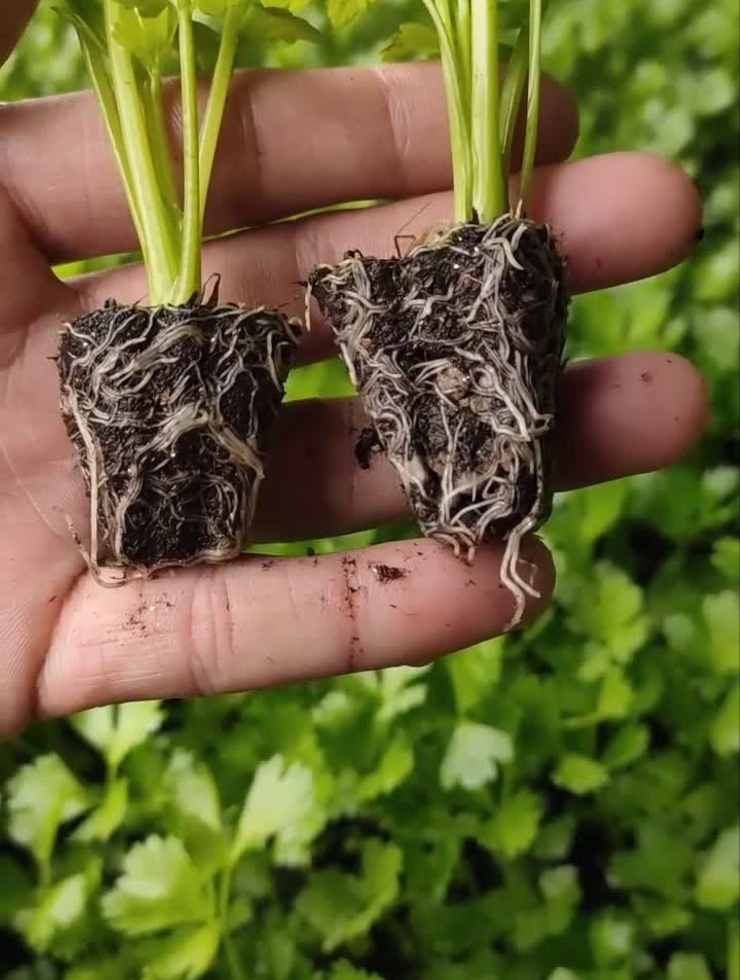 蔬菜种植技术,嫁接等教程 (612)