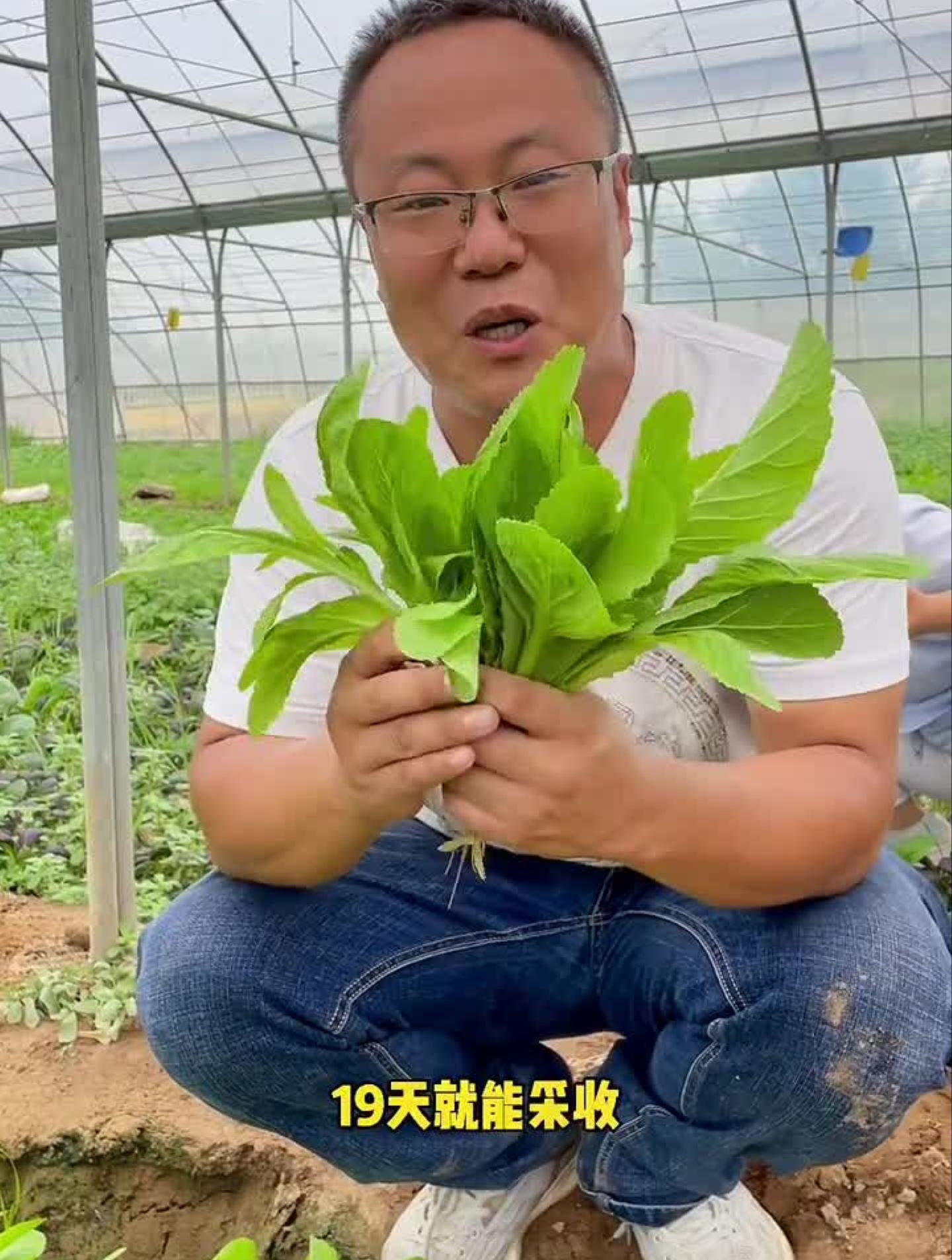 小白菜生长速度非常快!喜欢的你也种点吧!