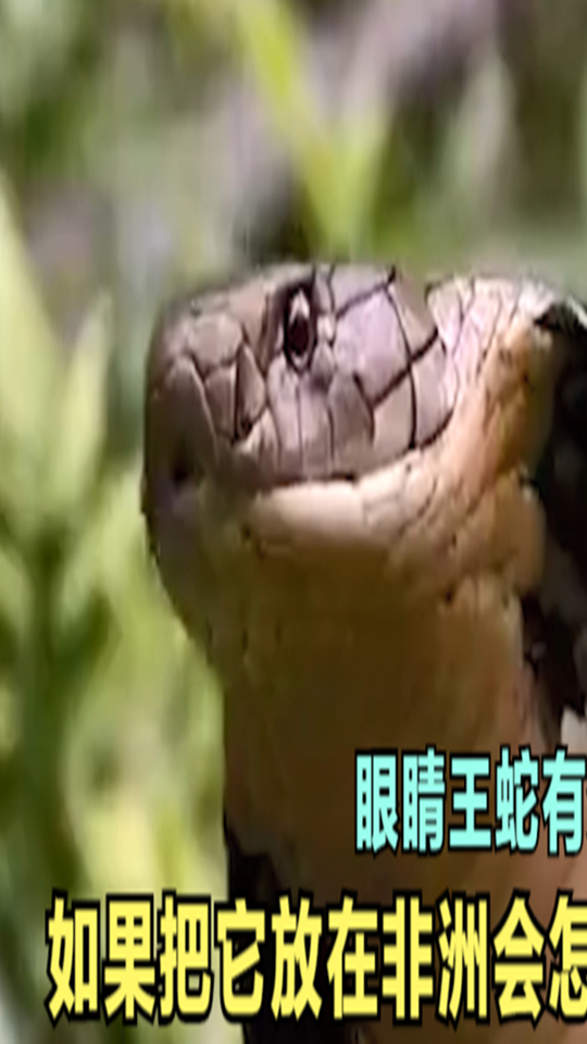 眼镜王蛇有多厉害,如果把它放到非洲会怎样,还能不能称霸一方