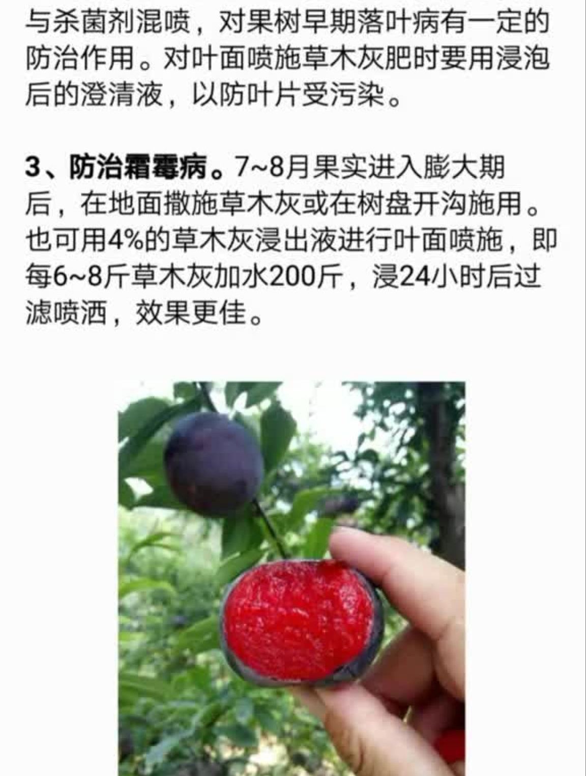 果树如何防治炭疽病,立枯病,梨木虱以及蚜虫等病害农业