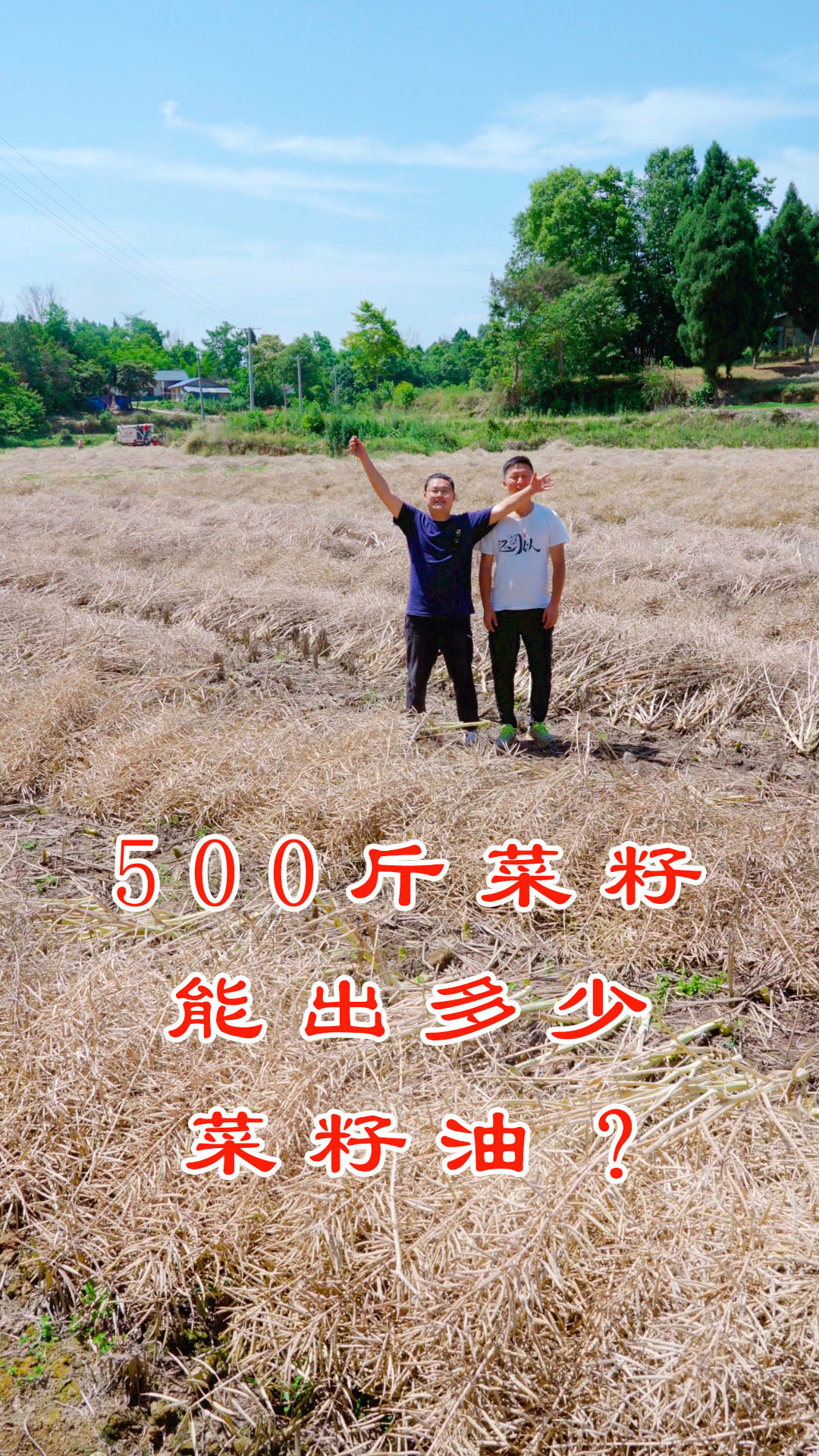 500斤油菜籽,能榨多少菜籽油?耗时7天解锁一下!