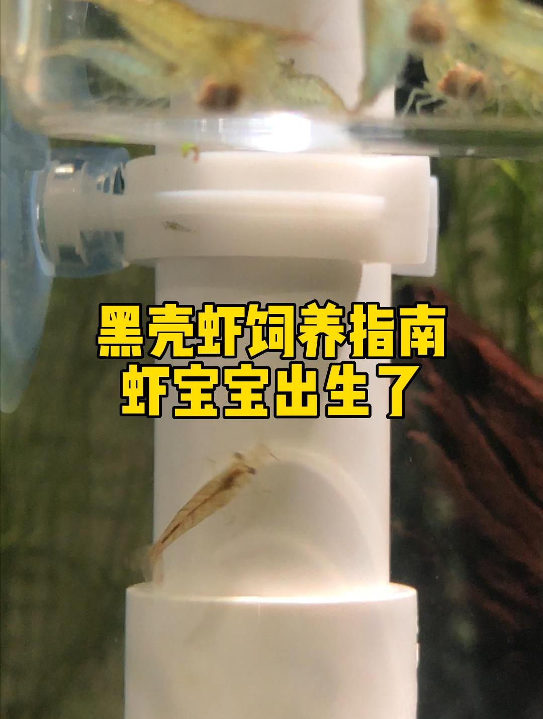 首次拍到黑壳虾幼崽,出生就会干活~