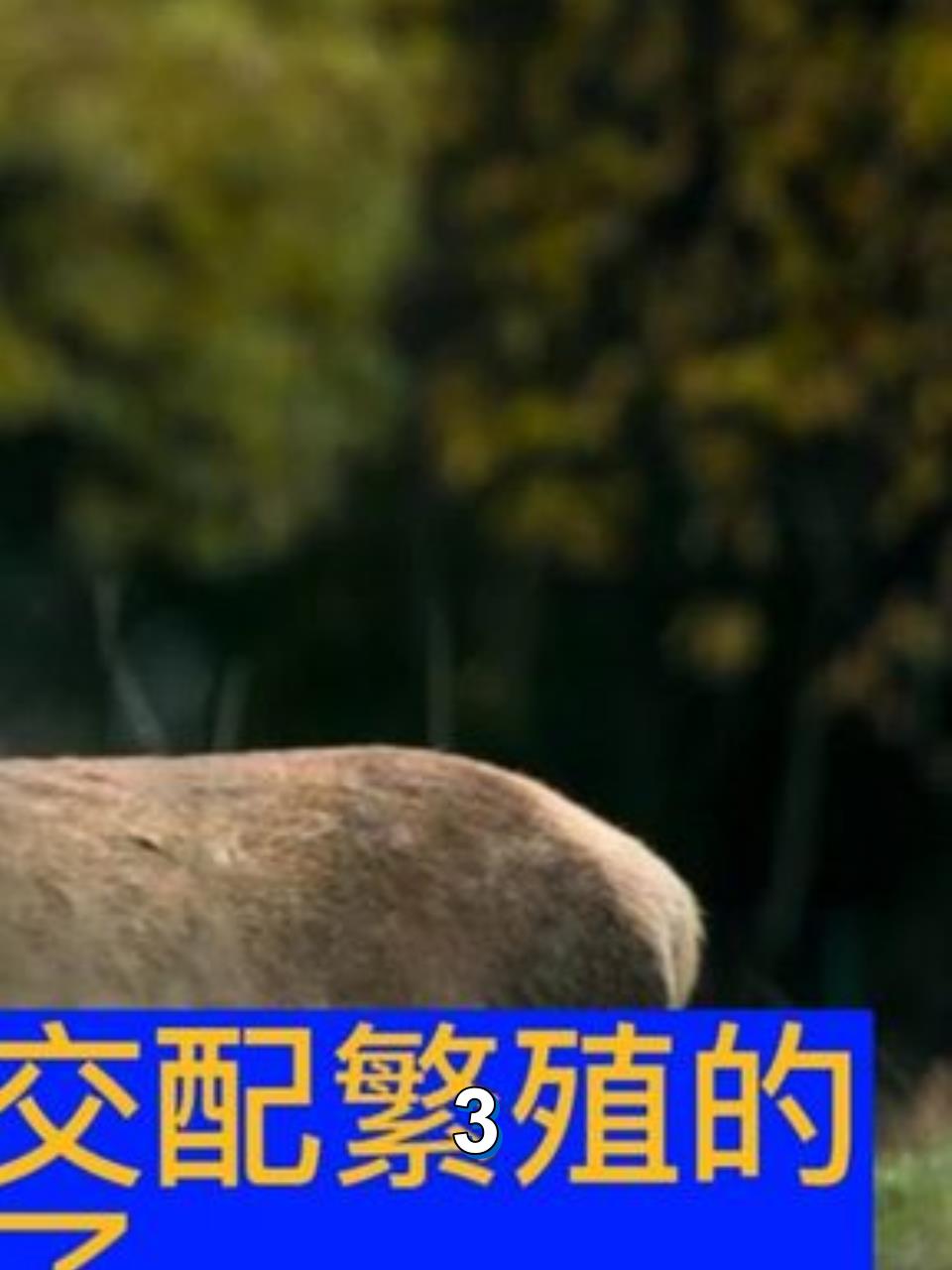 公麋鹿和母麋鹿是怎么交配繁殖的?看完你就知道了3