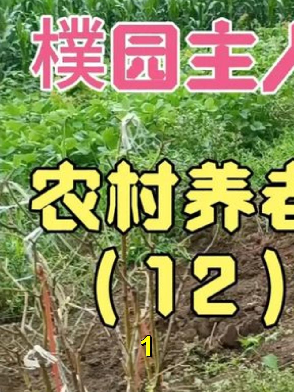 一个老汉 一个老太 一群小鹅 共同谱写农家乐 农村养老(12)1