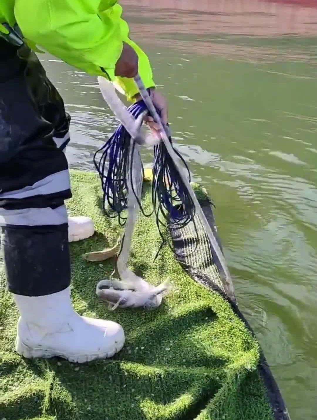 梭鱼大爆网都拉不动了撒网打鱼户外撒网捕鱼