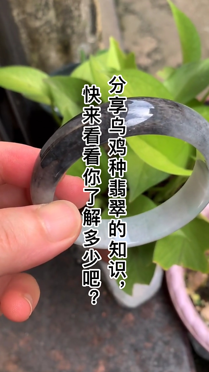 乌鸡种翡翠的知识你了解多少呢?一起来看看吧