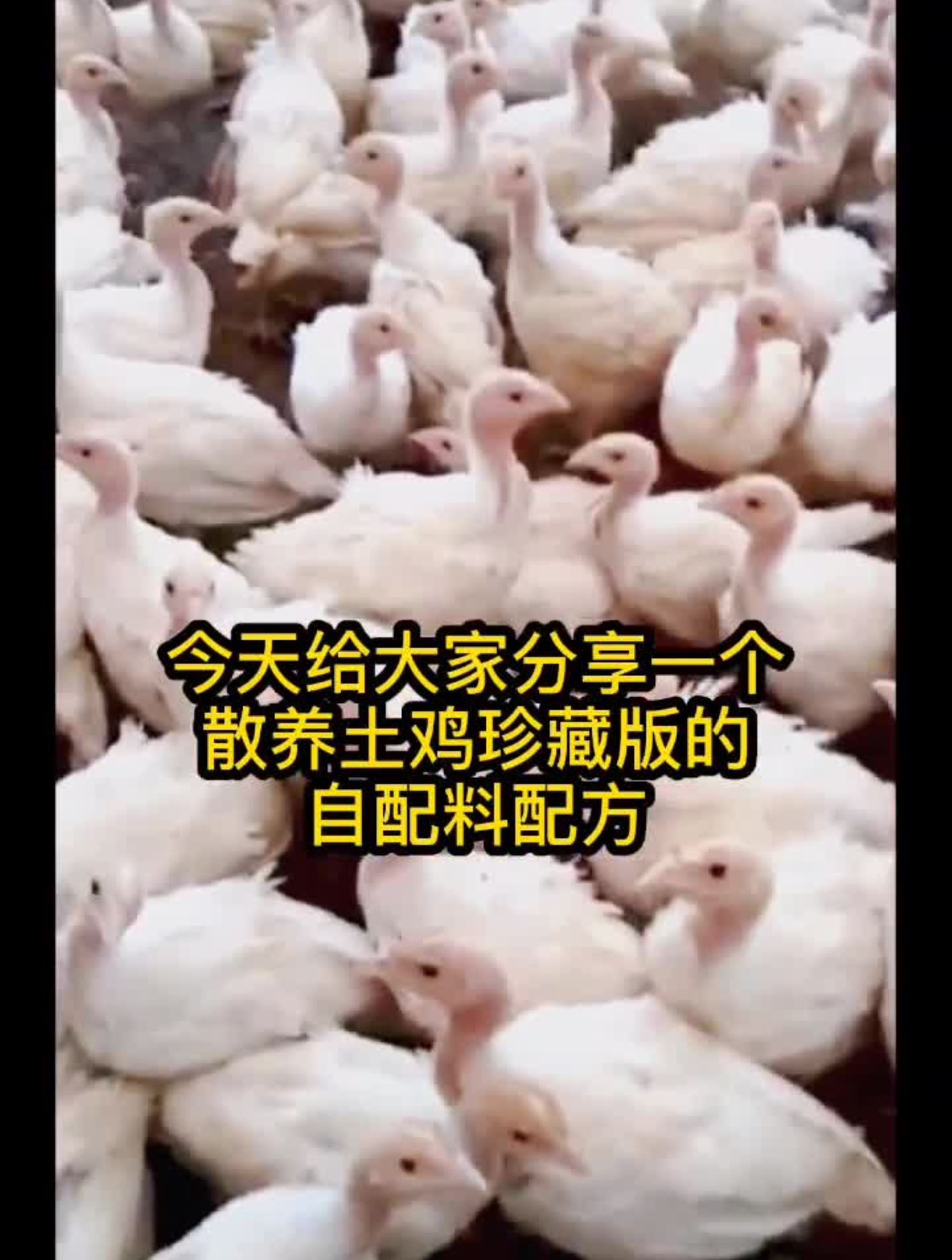 想要养好鸡,学会自配料科学养鸡