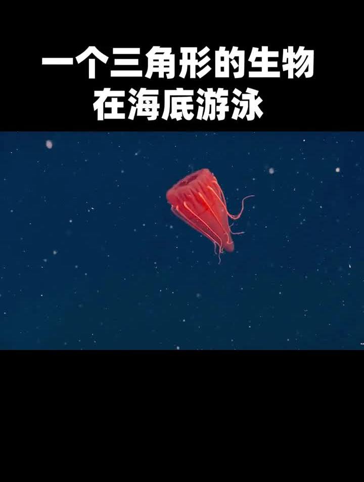 一个三角形的生物在海底游泳,你们知道是什么吗