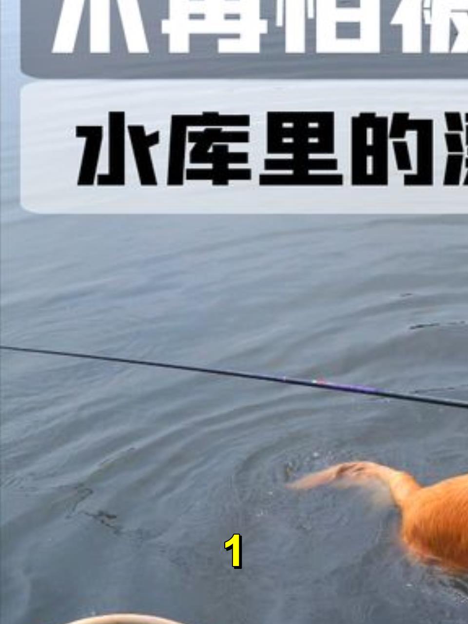 哪个钓鱼人能拒绝一条可以,捞漂,捞杆的狗?你能拒绝吗?1