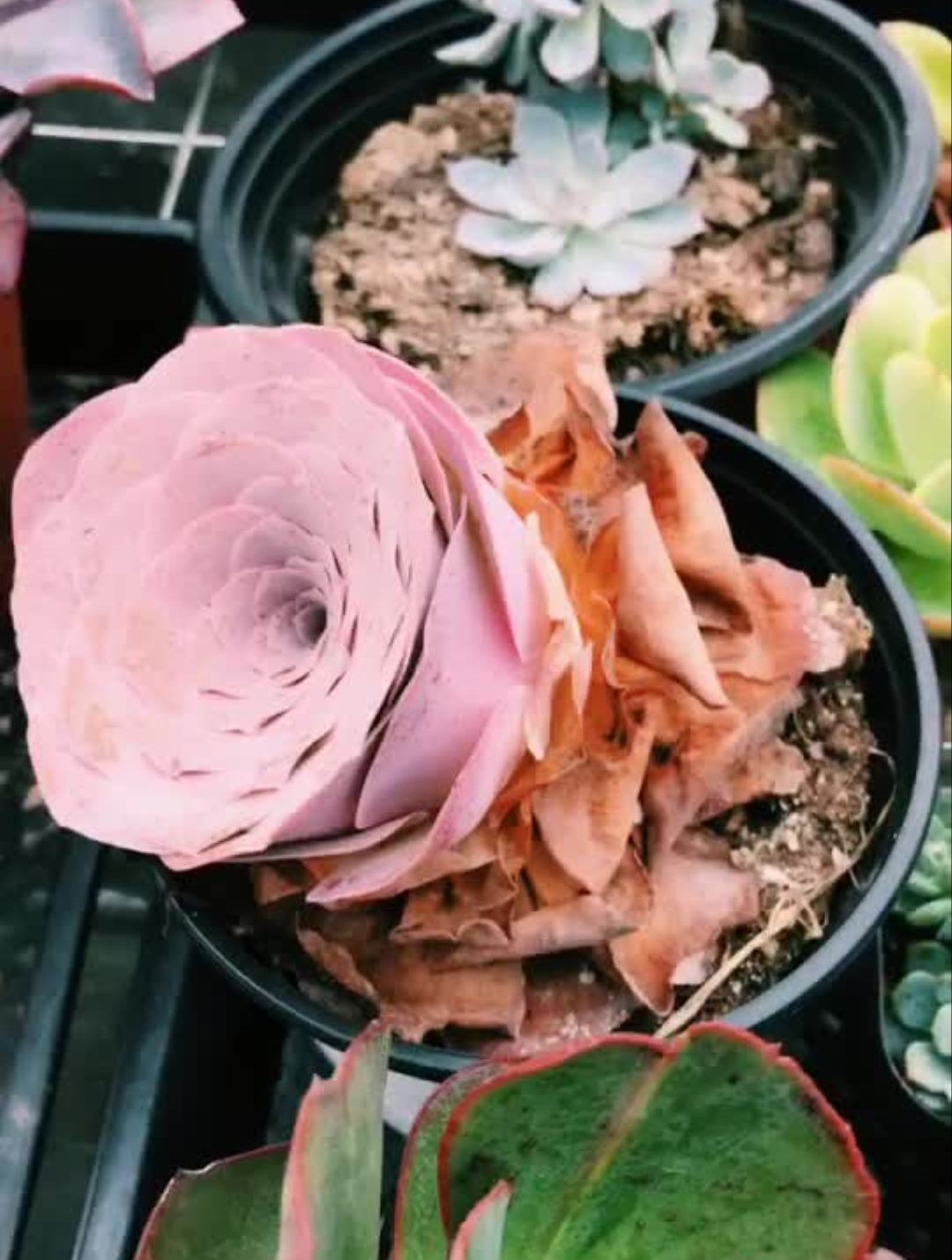 耶罗玫瑰,此季节正在