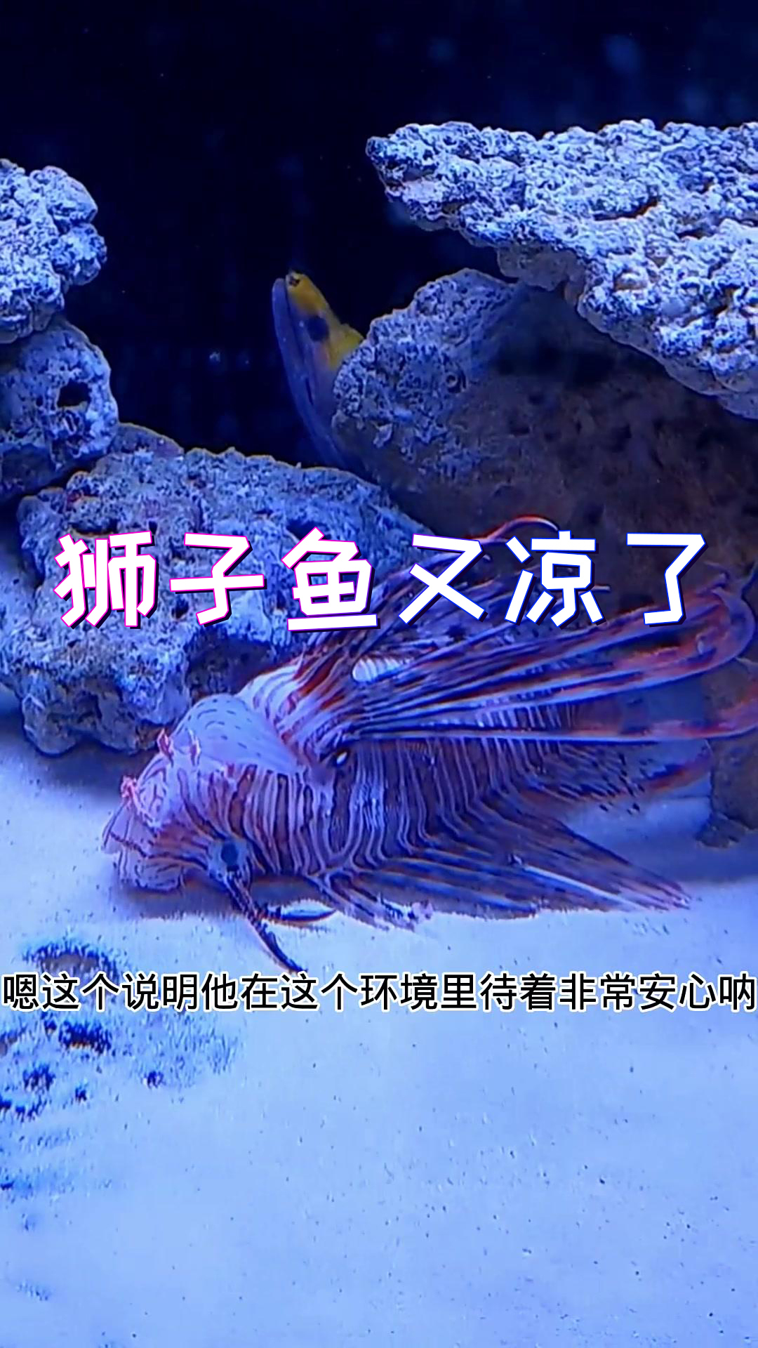 狮子鱼睡的可香了,放心吧