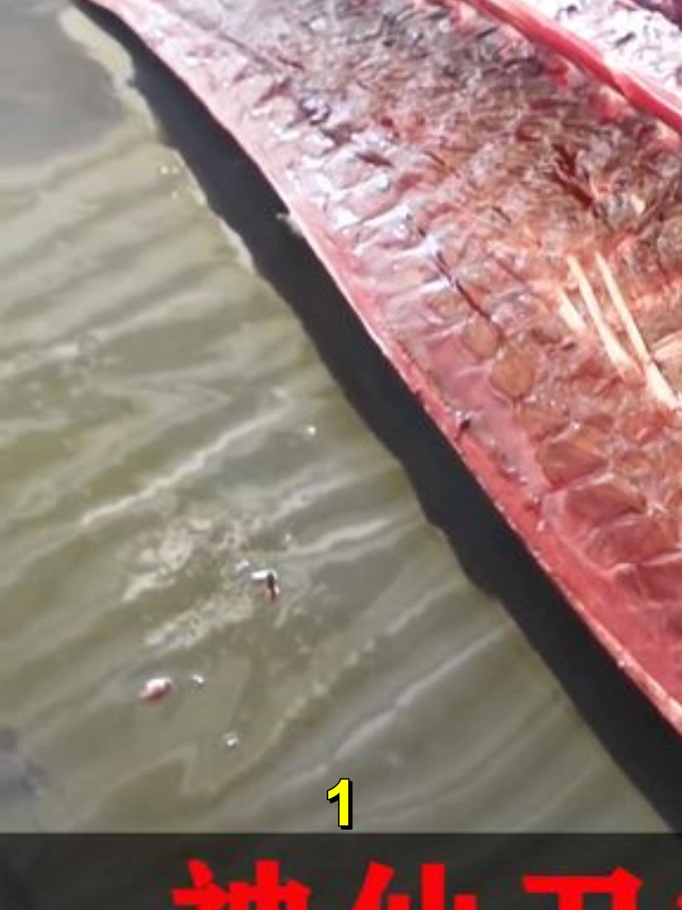 太过瘾了!神仙般的丝滑刀法,蓝鳍金枪鱼捕捞分解全过程!1