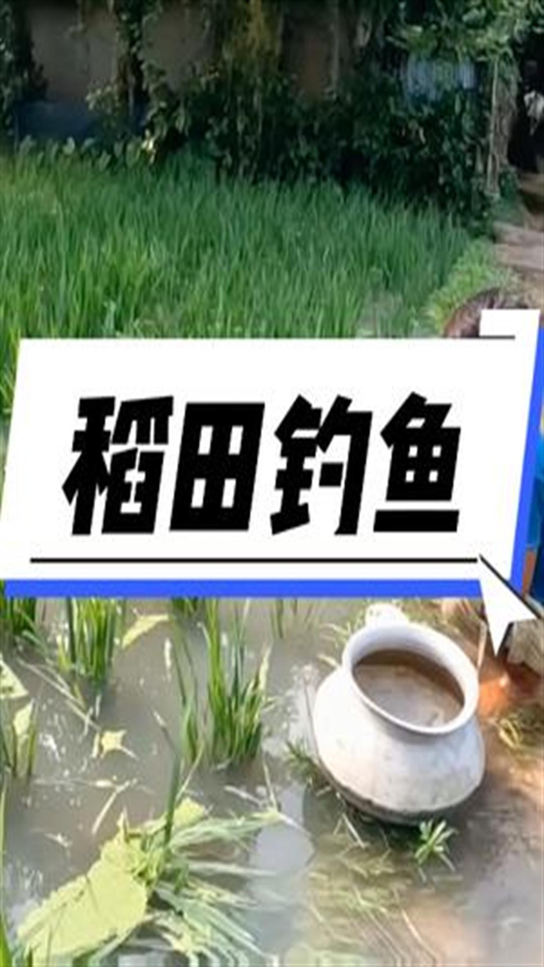 小男孩钓鱼不走寻常路,竟在稻田里钓鱼改善伙食2