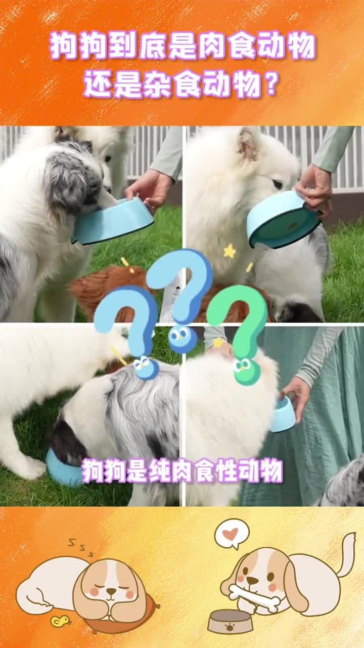 狗狗是肉食动物还是杂食动物?科学喂养你选对了没?诚实一口 诚