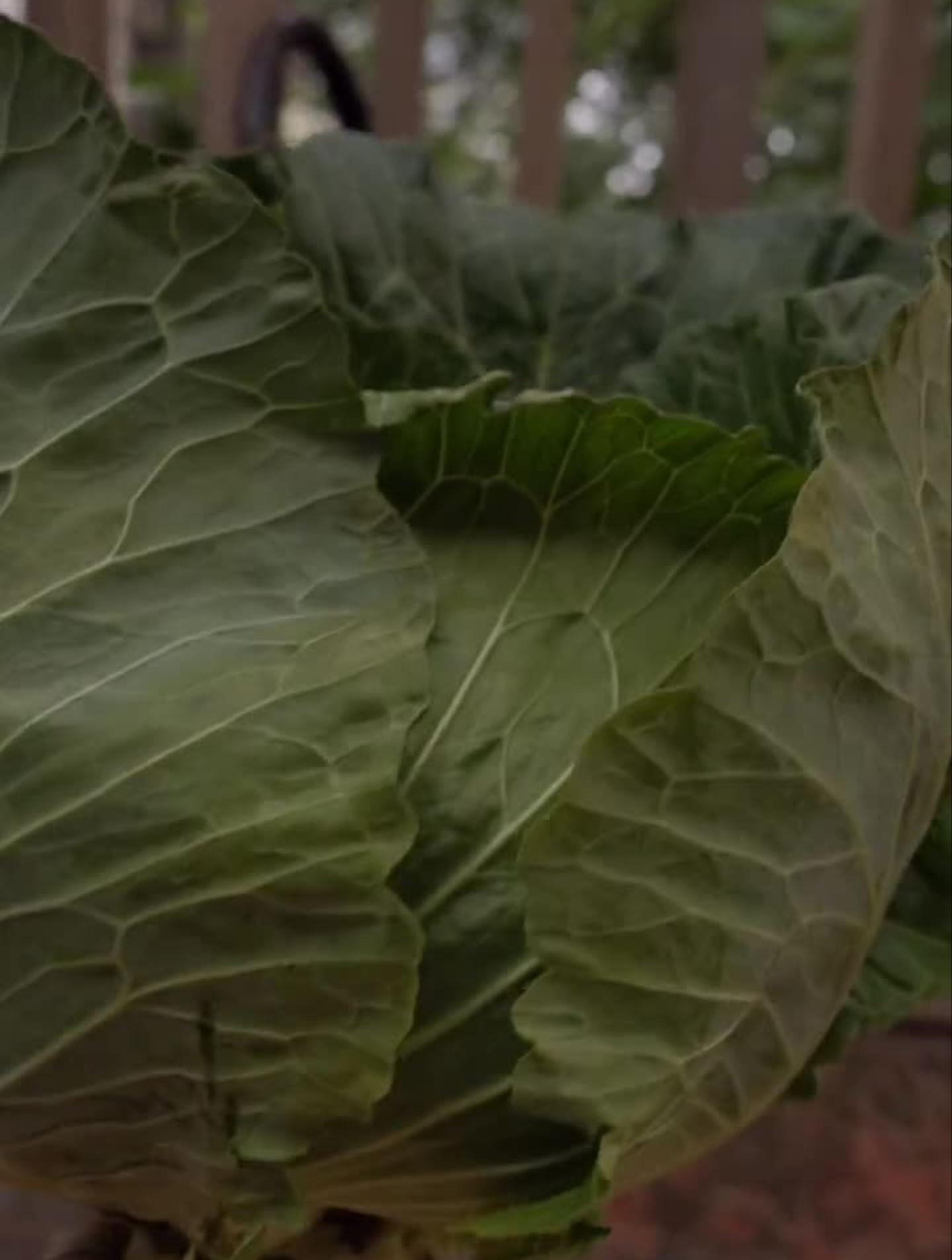 叫卖菜大叔帮我拔了一窝包菜,院子外野生的冬寒菜
