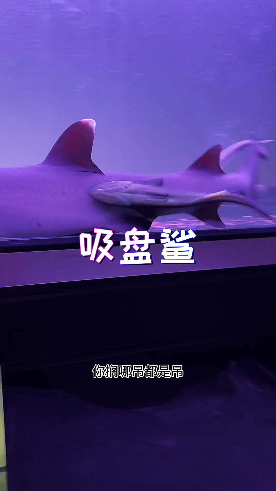 但愿这俩吸盘鲨能换一条鲨鱼吸并且不被柠檬鲨吃掉……