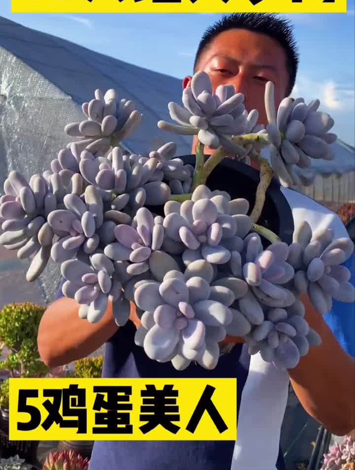 一块来看看不一样的多肉多肉