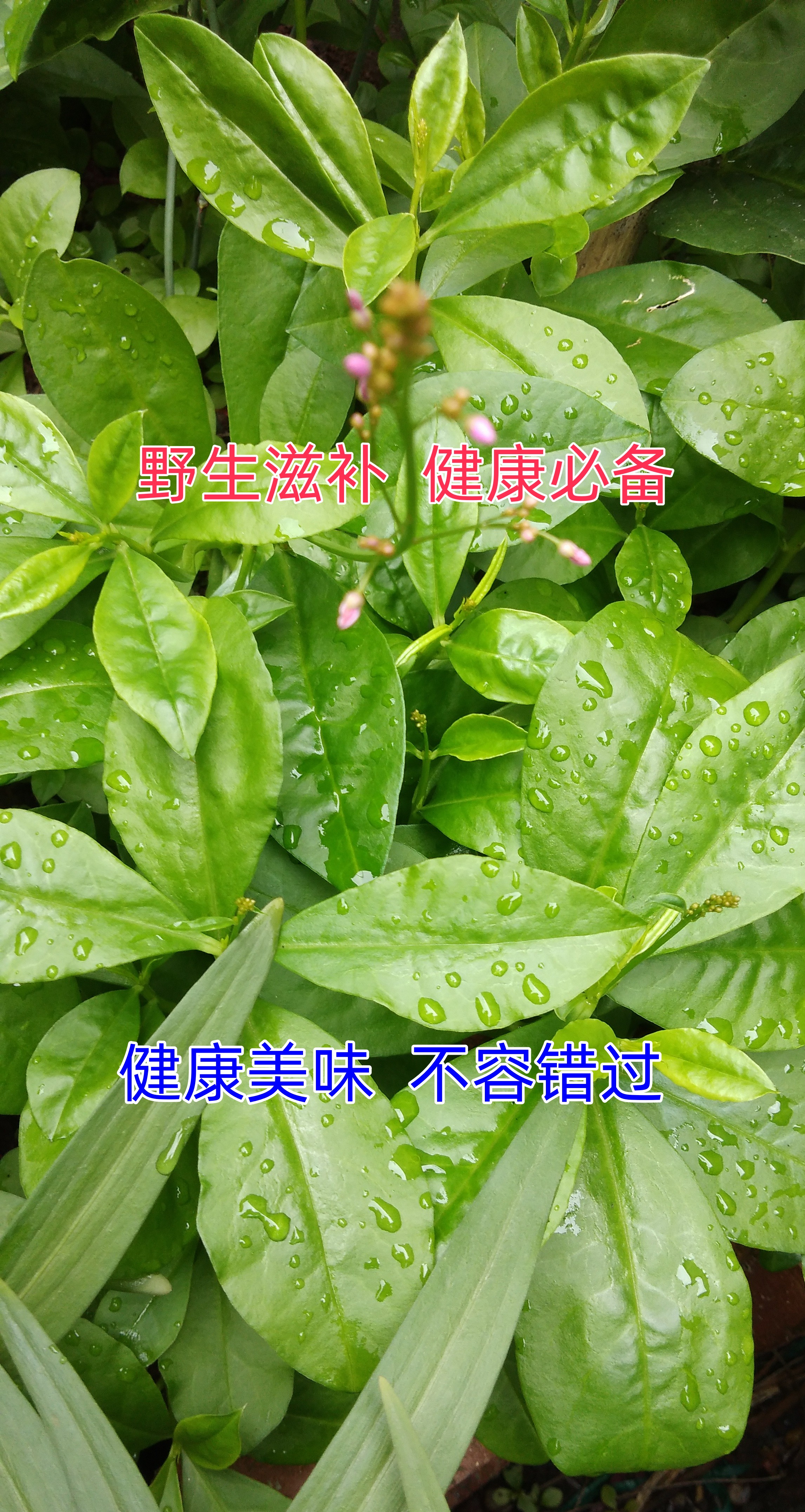 这野菜你家有吗?天然滋补,土里土气,土人参满满的营养