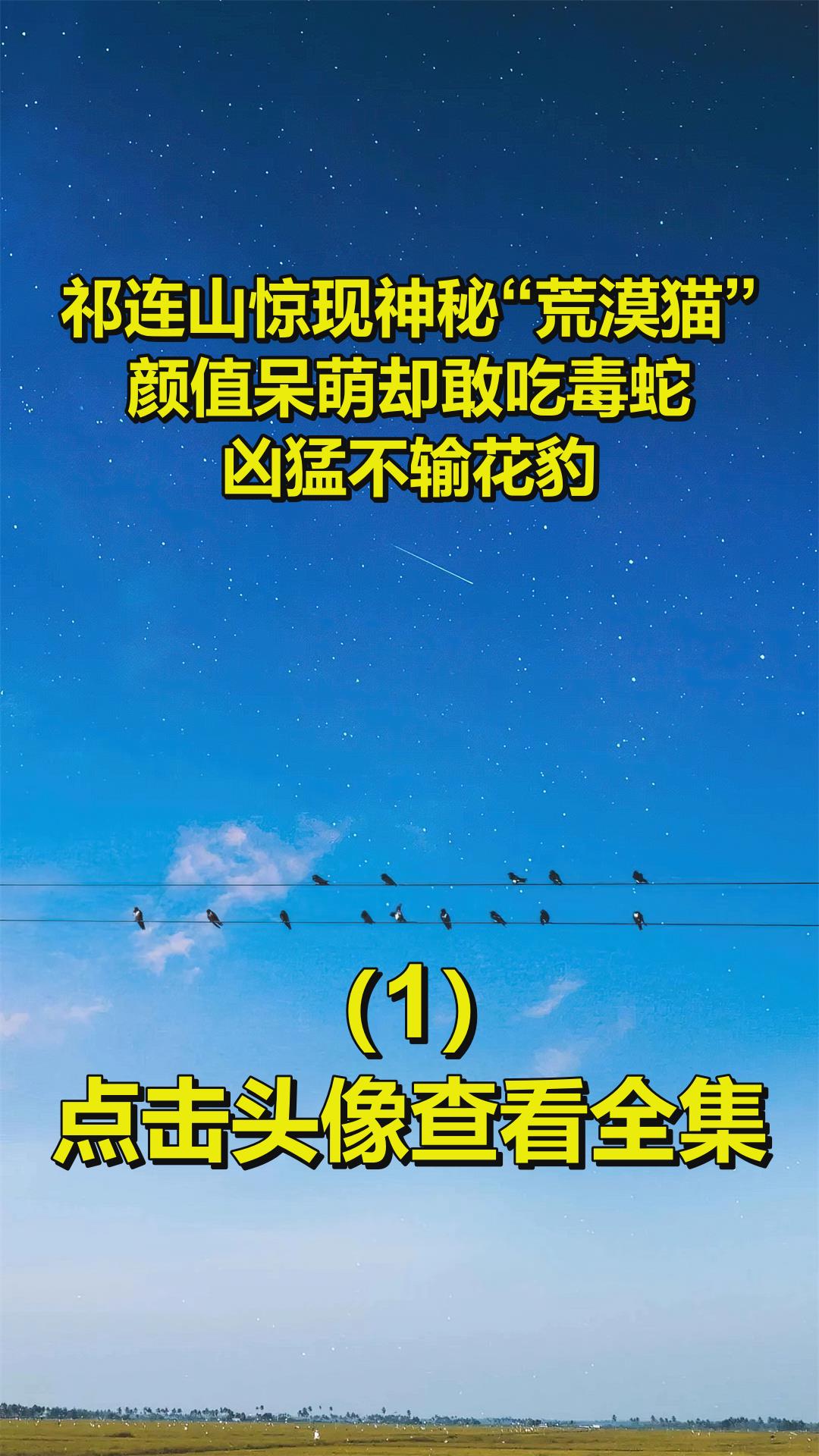 祁连山惊现神秘“荒漠猫”,颜值呆萌却敢吃毒蛇,凶猛不输花豹
