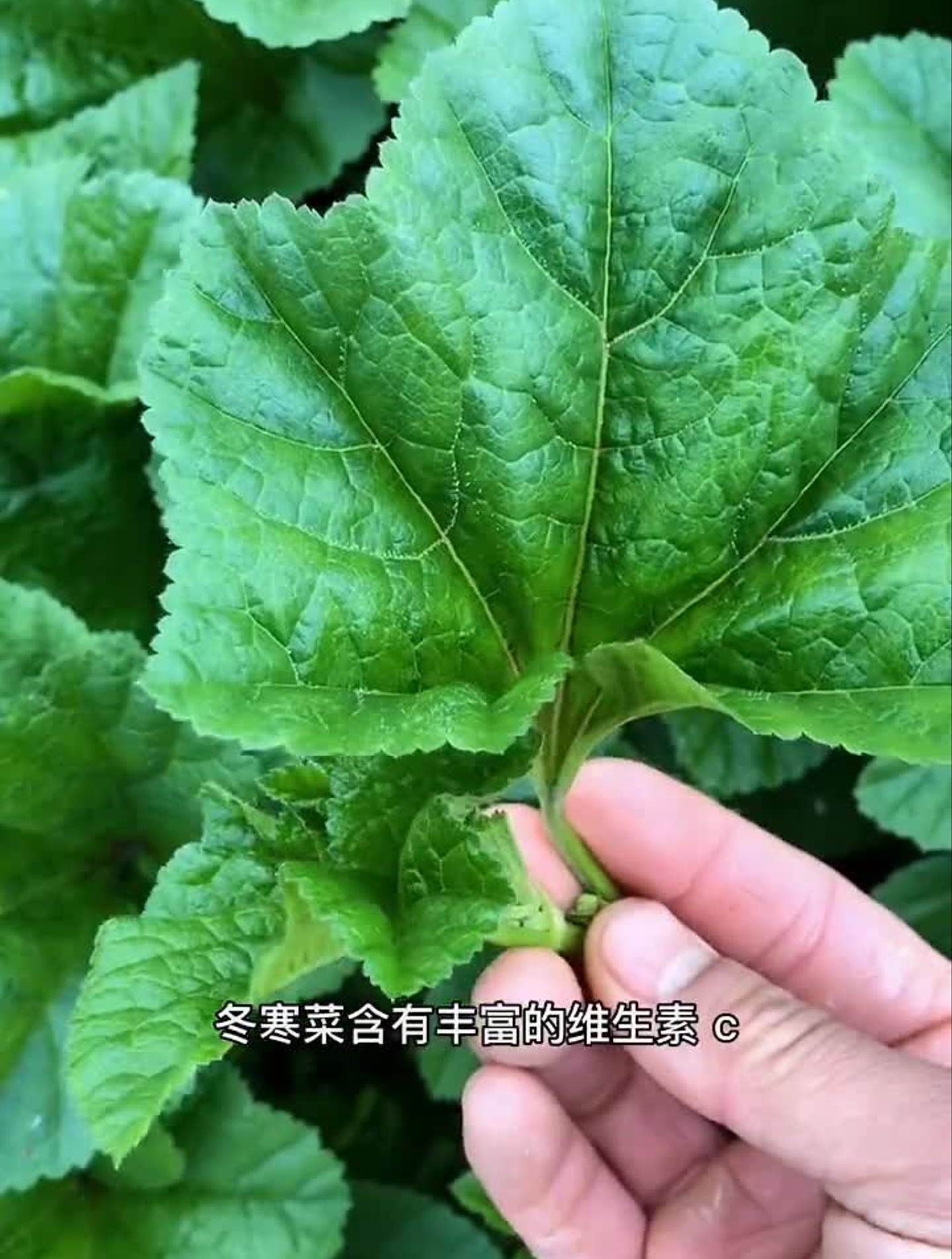 冬寒菜煮稀饭,你们吃过吗?蔬菜口感特别好农业种植