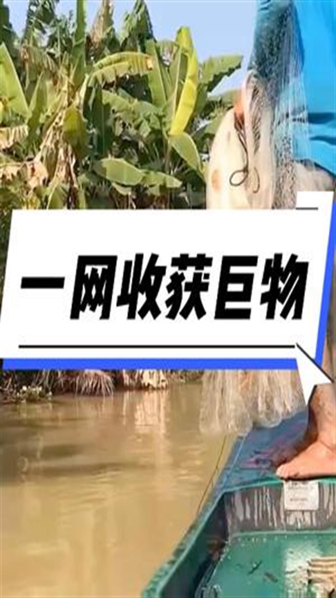 男人撒网捕鱼,没想到出了意外,还收获一条几十斤的巨暹罗鲤4