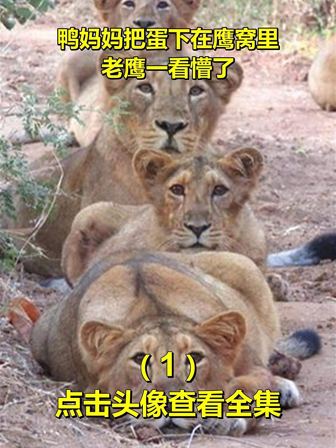 鸭妈妈把蛋下在鹰窝里!老鹰一看懵了1