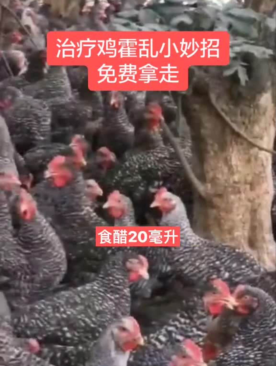 治疗鸡霍乱小妙招,免费送给你