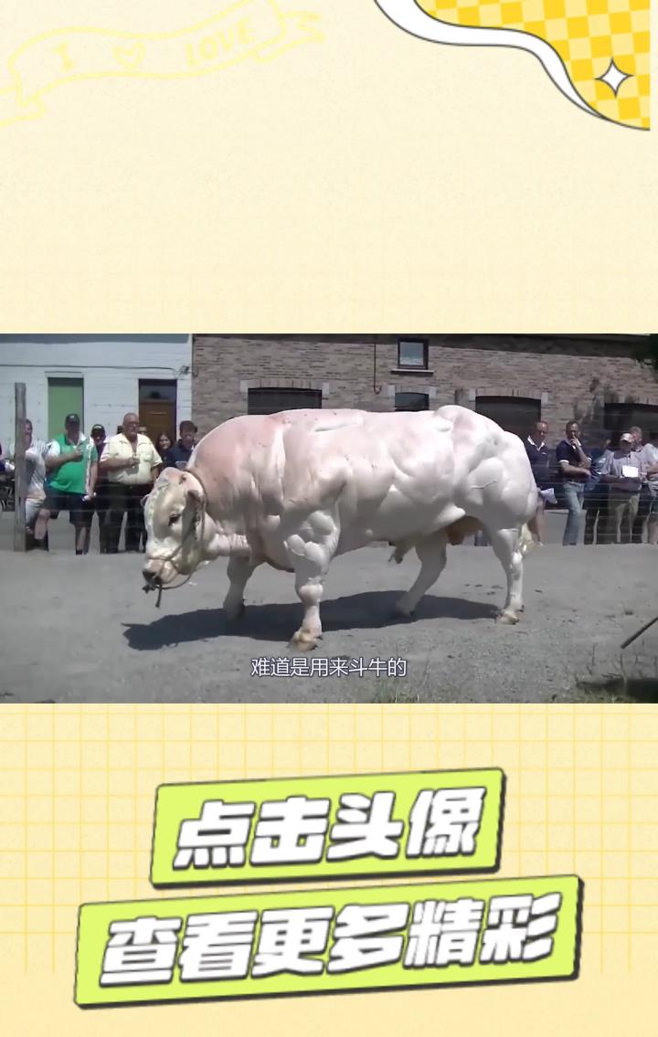 为啥这种公牛浑身长满肌肉?难道是用来斗牛的?看完涨知识