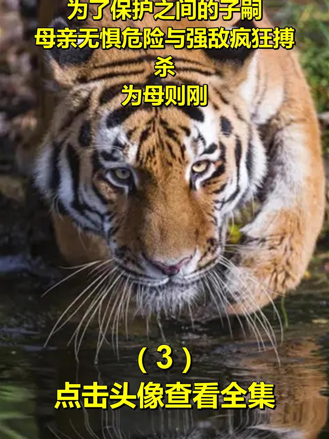 为了保护之间的子嗣,母亲无惧危险与强敌疯狂搏杀,为母则刚3