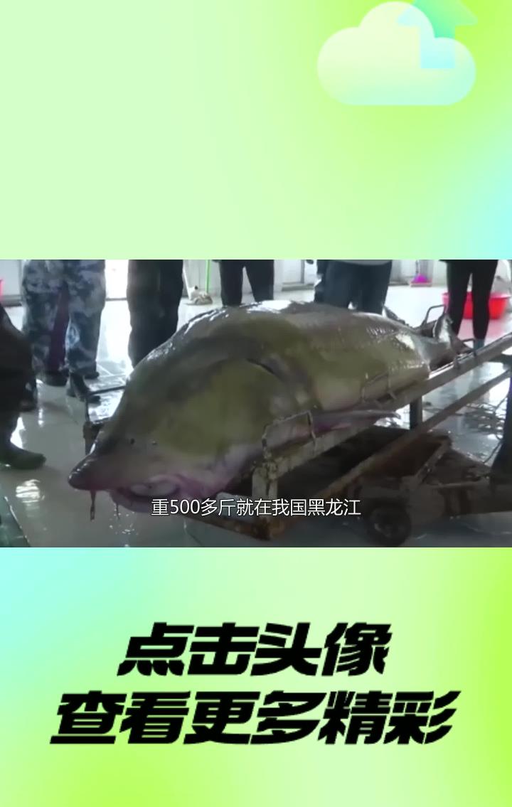 世界非常大的淡水鱼:重500多斤就在我国黑龙江,被誉为水中国宝
