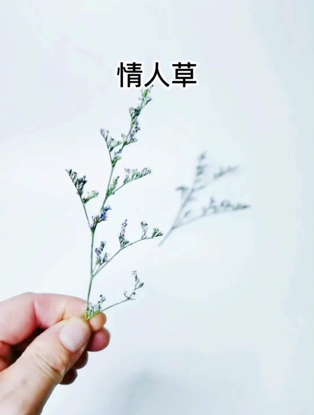 创作灵感五星级酒店的摆盘常用花草大全这只是一小部分摆盘技巧