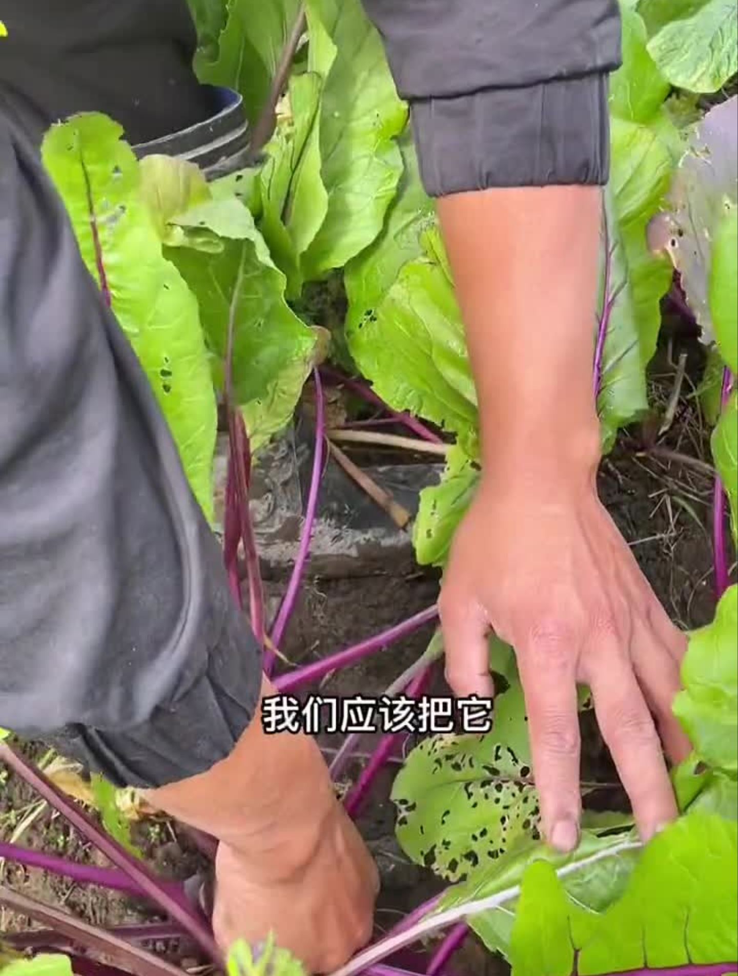 红油菜心提前掐掉中间那根这样两边越发越多!种菜小技巧农业种植