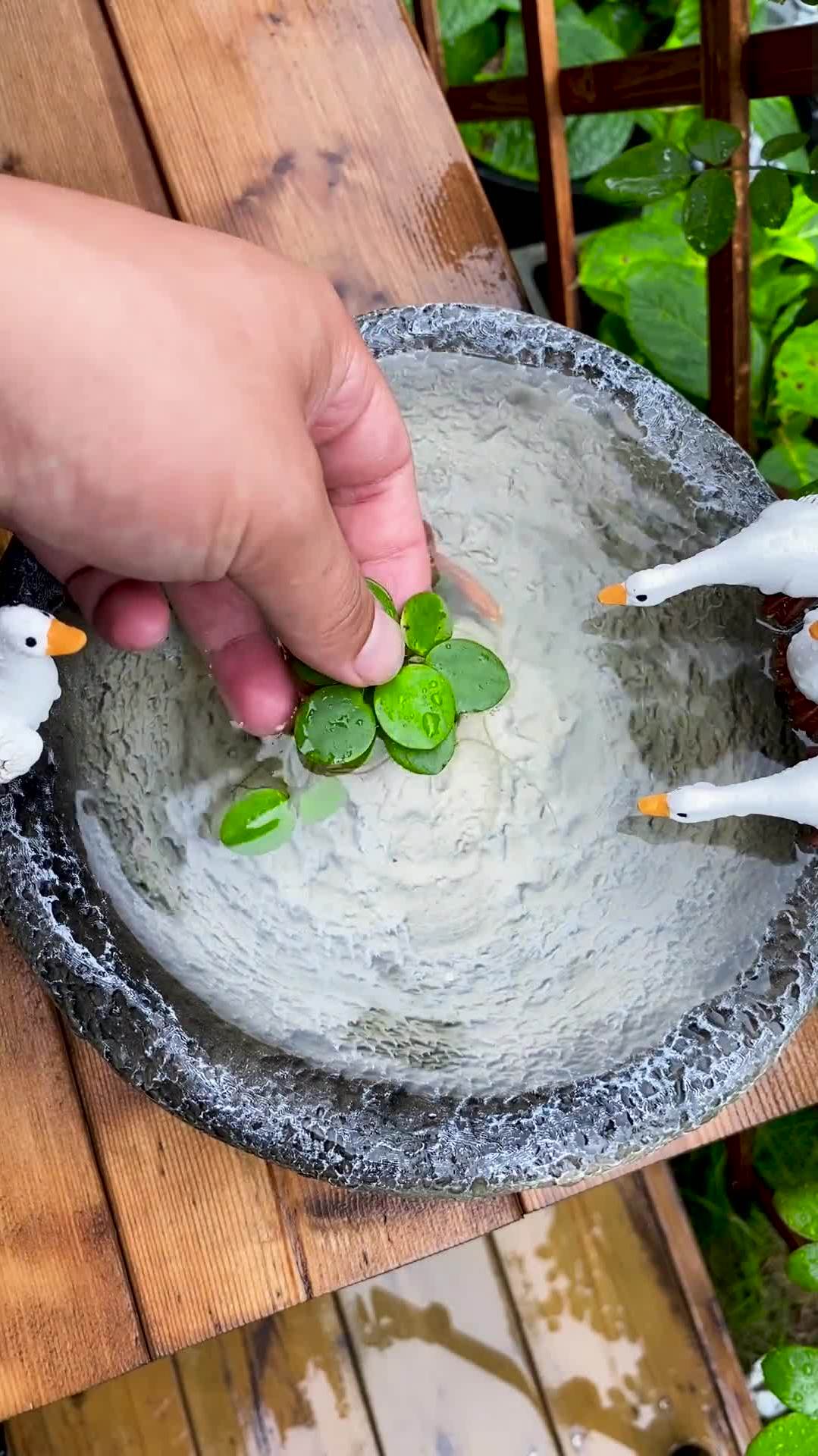 在鱼缸流水上放上这个小鸭子花盆,养上几条