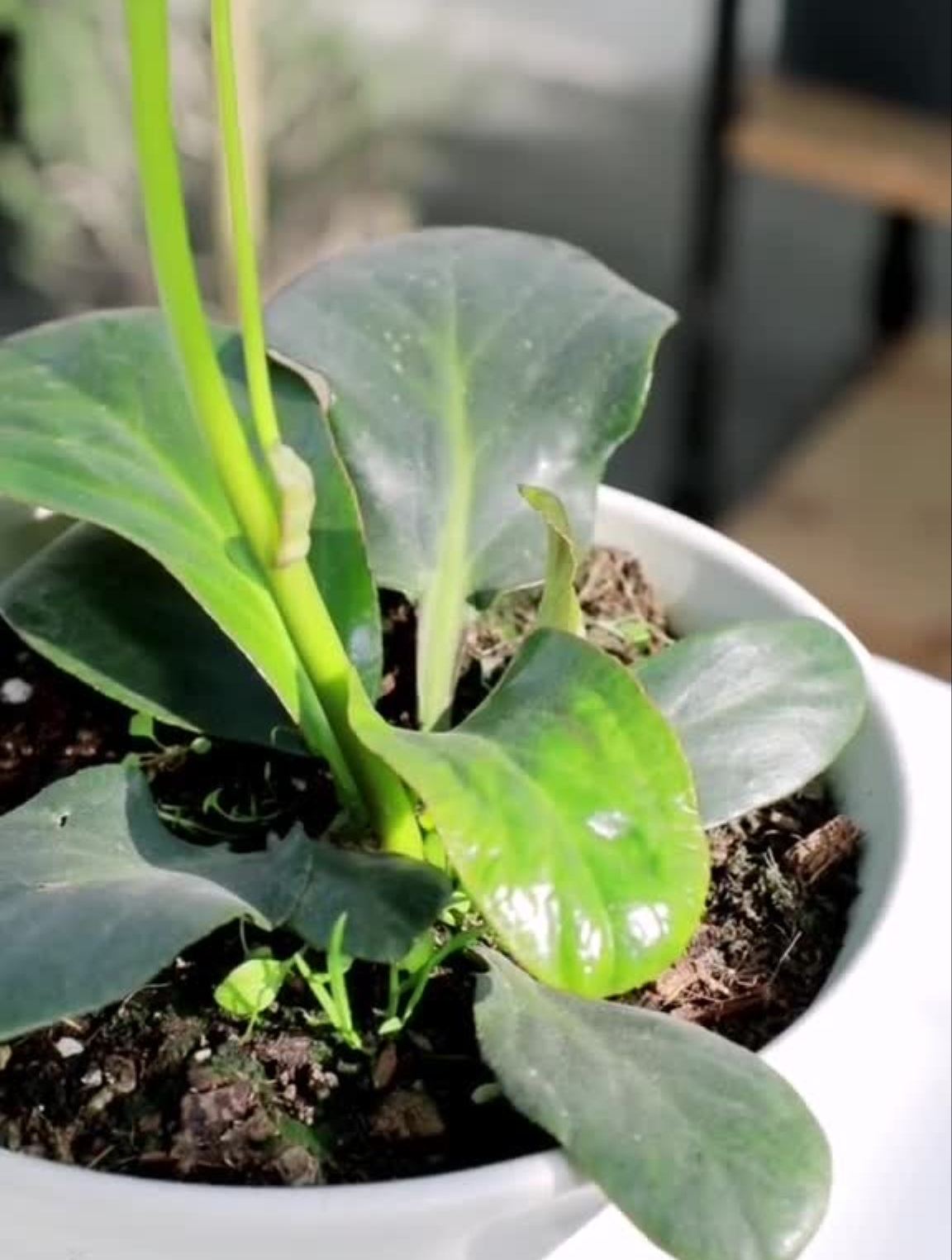 清新素雅岩白菜