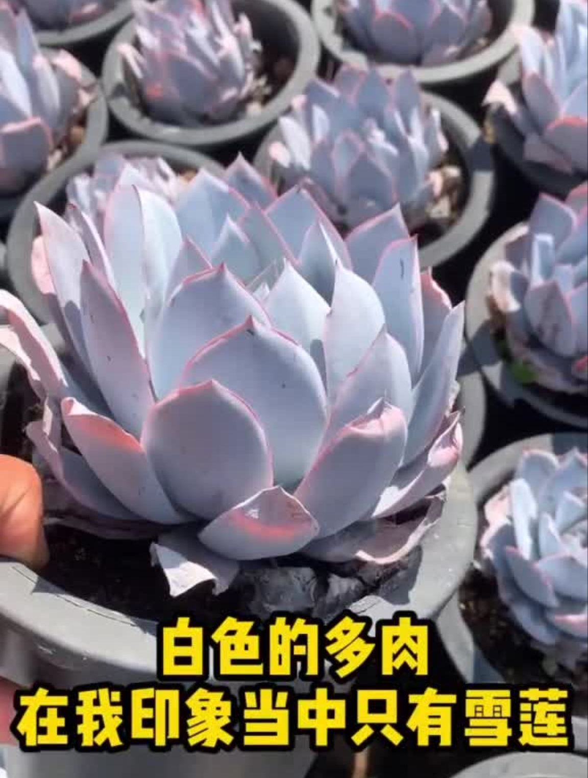 多肉满盆,多肉植物