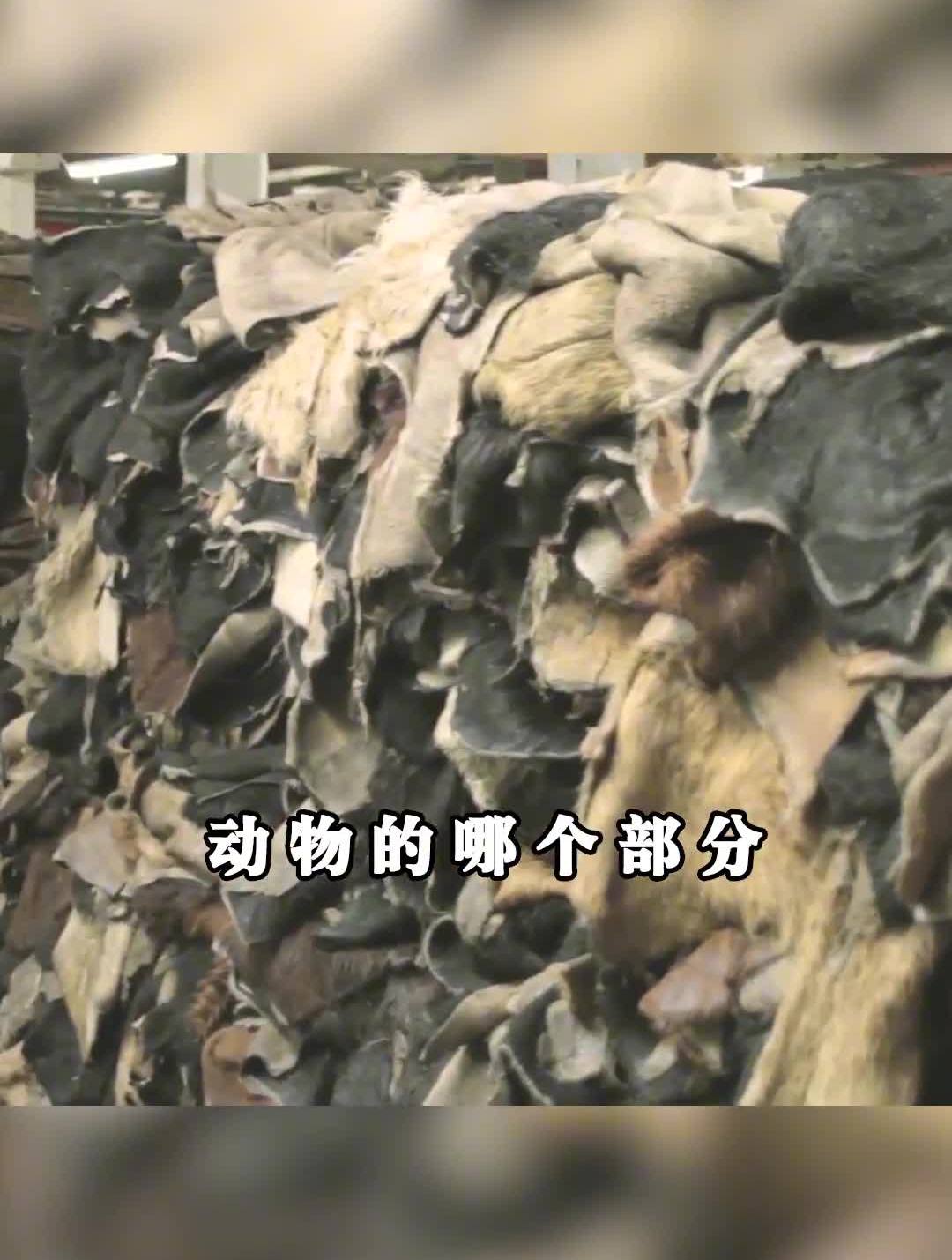 牛皮、马皮,你都知道,珍珠鱼皮你听说过没?