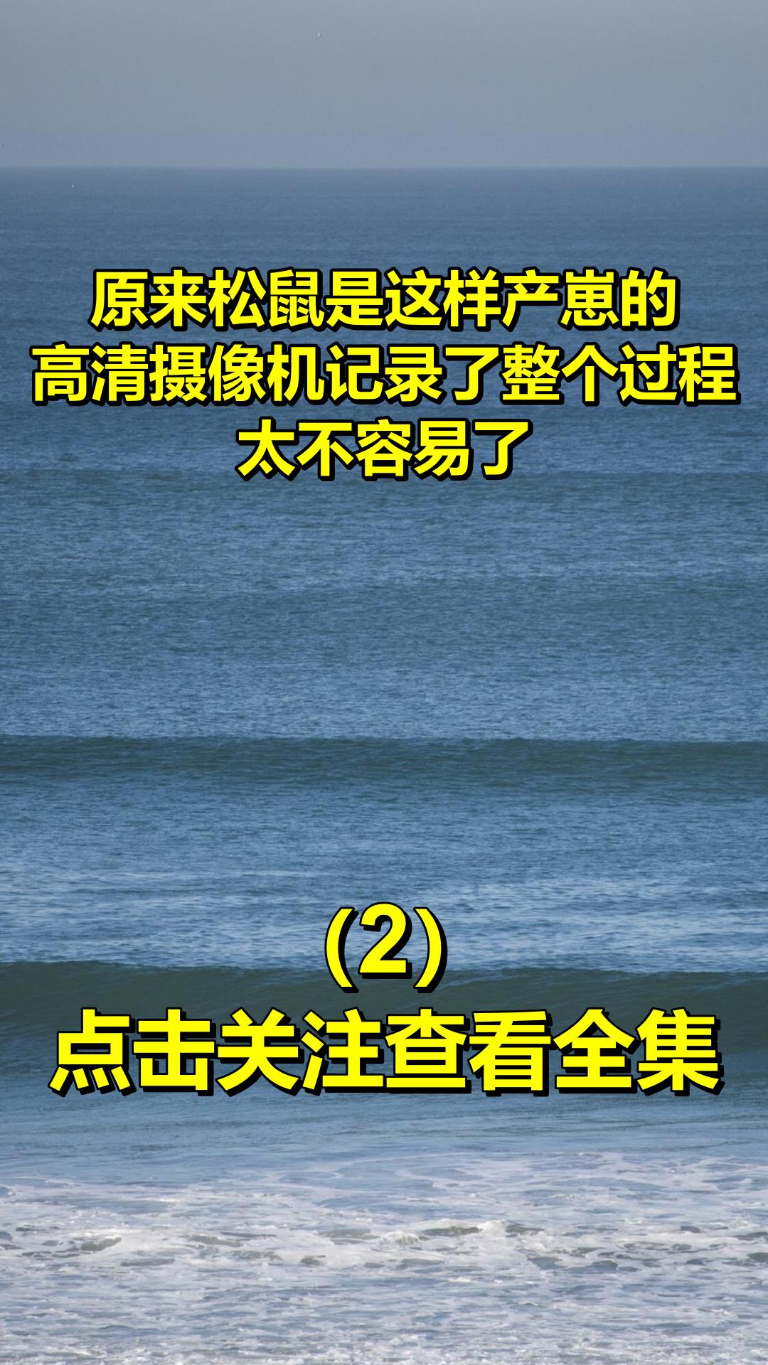 原来松鼠是这样产崽的,高清摄像机记录了整个过程,太不容易了2