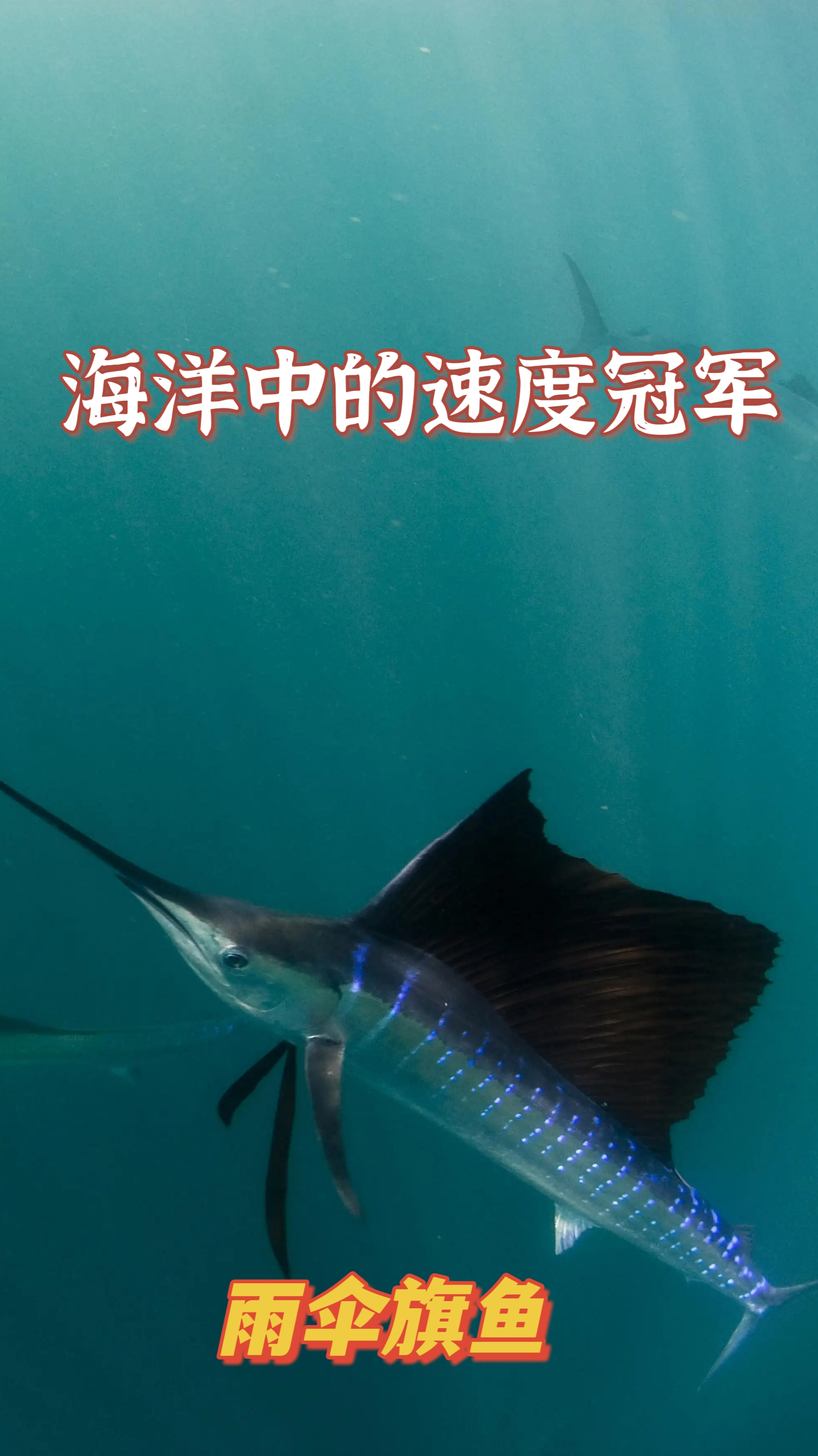 你知道尖尖长长嘴巴的旗鱼是怎么捕猎的吗?看完视频就知道答案