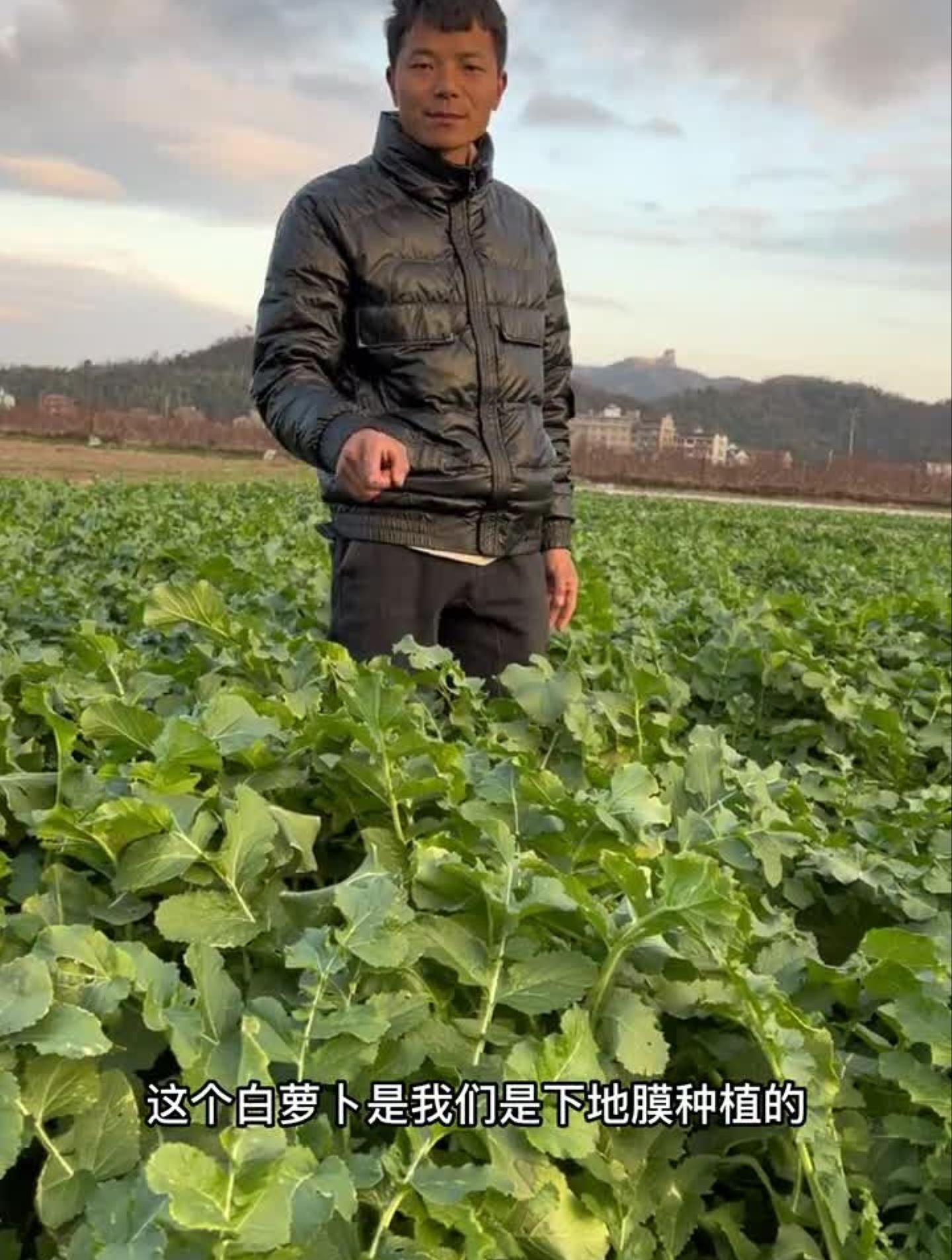 这是我们种了很多年的白萝卜品种!白萝卜种植蔬菜种子农业种植