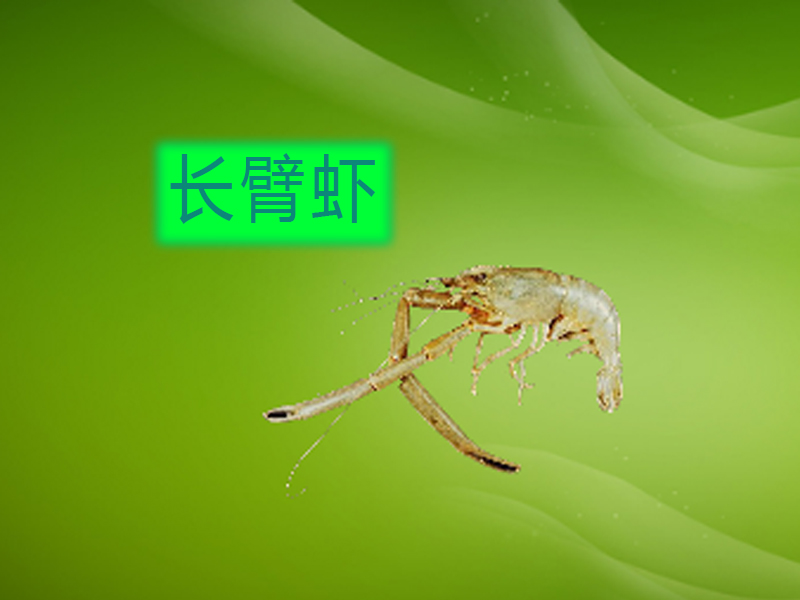 长臂虾:分类学上属于十足目、长臂虾科