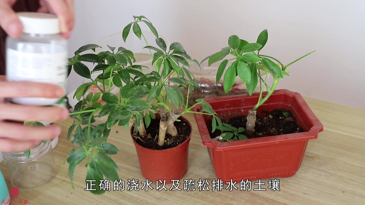养鸭掌木,注意这几个“方面”,叶子油绿锃亮,嫩芽呼呼冒