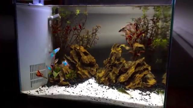 简单的小鱼缸造景教程:准备好了材料就可以跟着视频一起动手啦!