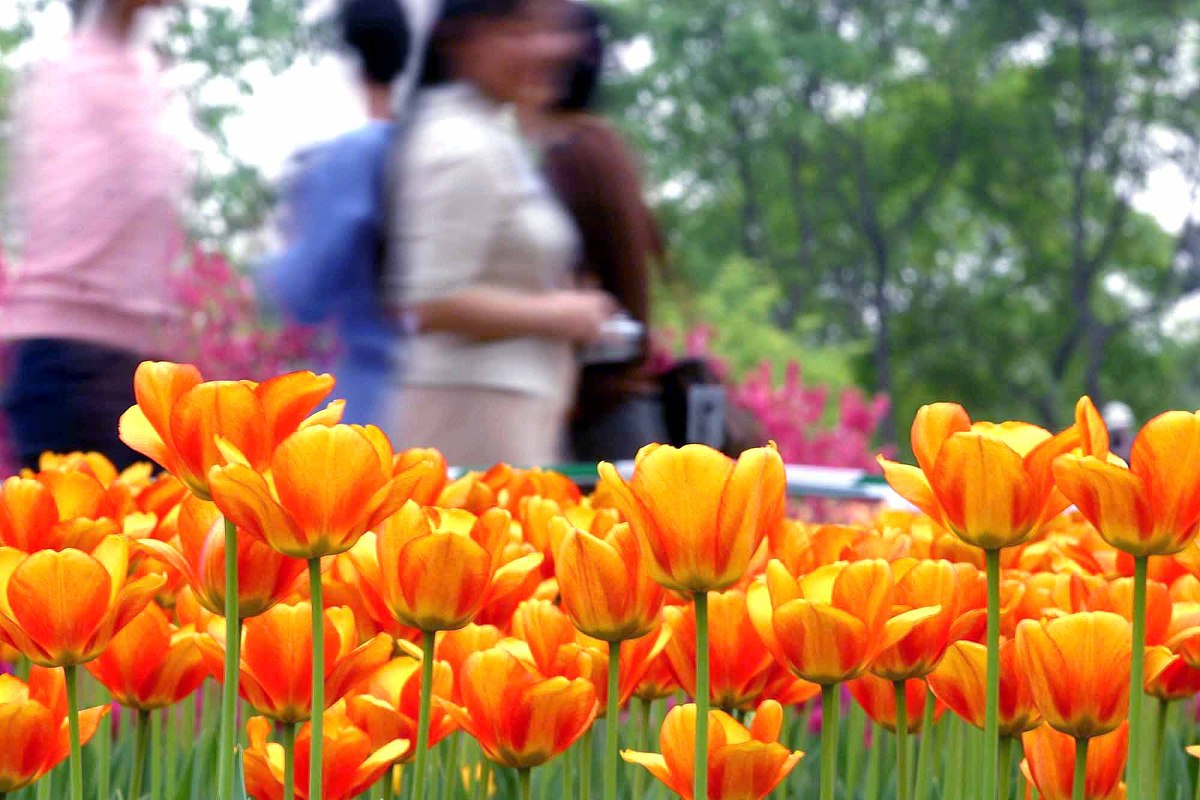 首届世界名花博览会各国名花本周起渐入佳期.2004年4月21日,花卉立体
