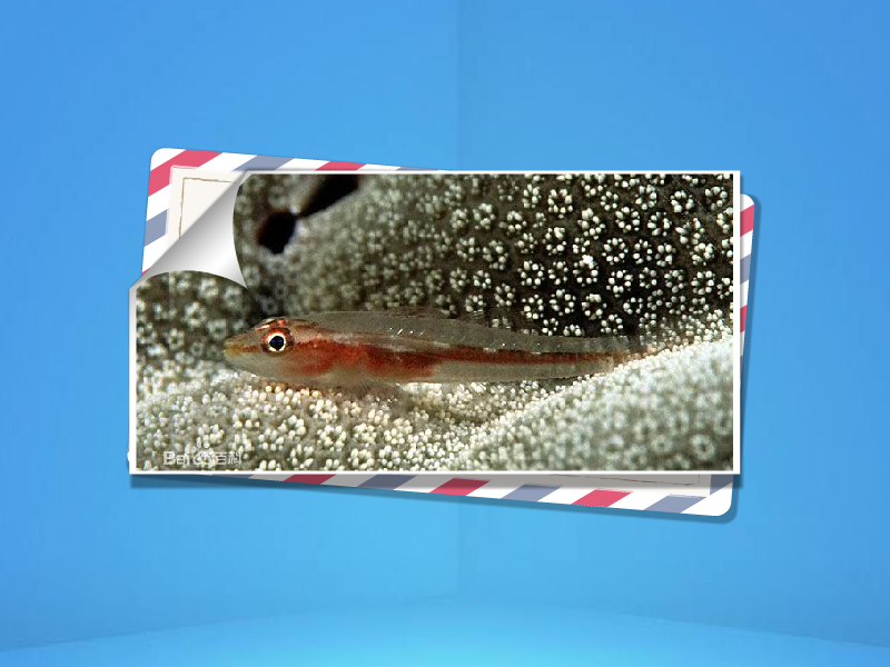 原来米氏腹瓢鰕虎鱼长这样