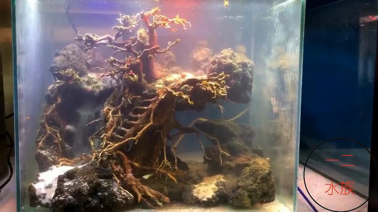 小鱼缸不好造景?30厘米鱼缸,一样做出霸气景观