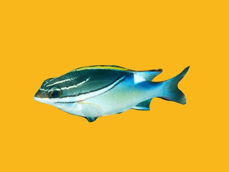 「秒懂百科」原来双线眶棘鲈长这样