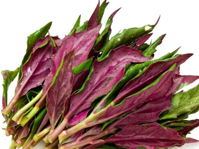 农村这种蔬菜可以生吃,就跟吃生菜一样,每亩可产两千公斤!