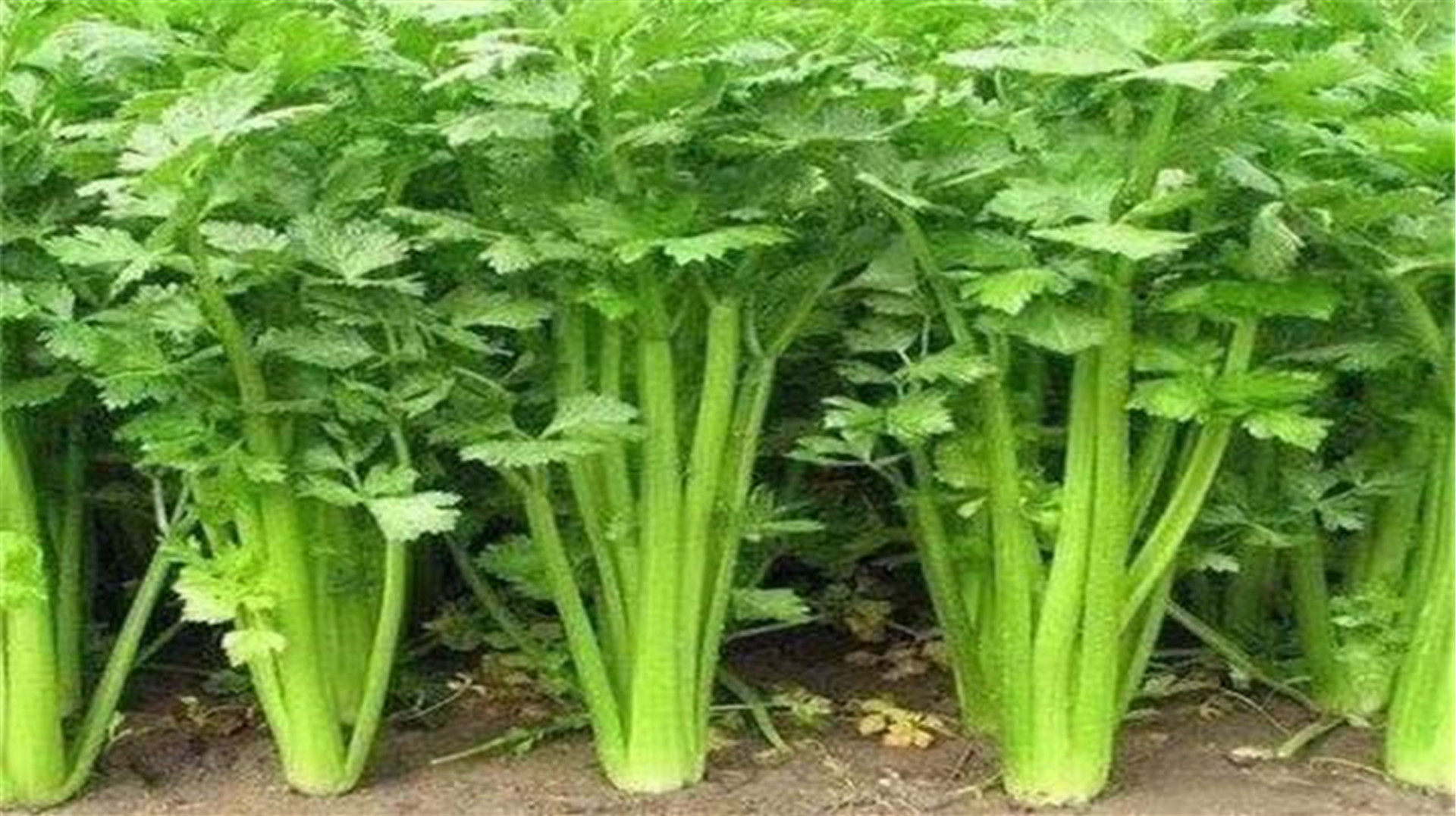 芹菜根别再乱扔了,丢进花盆里,几个月长成新鲜芹菜,学会太棒了