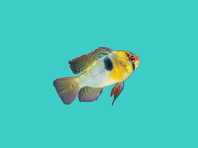 画眉鱼:鲈形目慈鲷科的一种鱼类